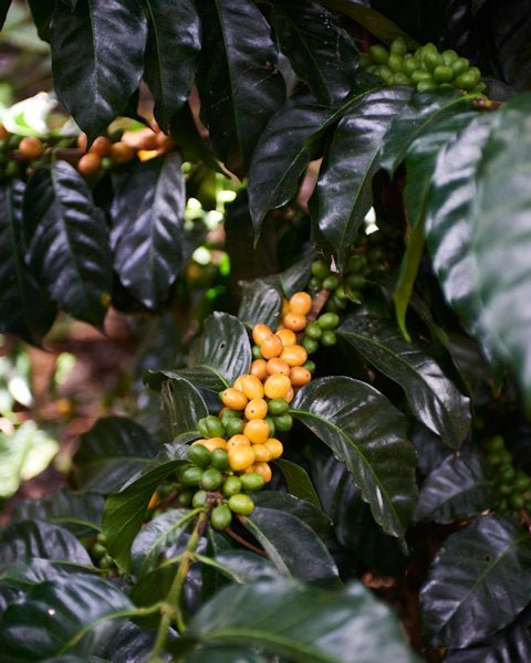 Colombia Coffee Bean Plants- Twin Pikes Roastery