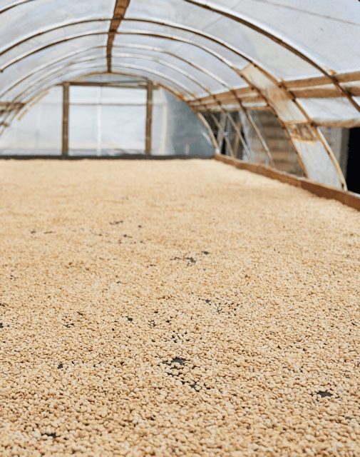 Colombia Coffee Beans Drying Process - Twin Pikes Roastery