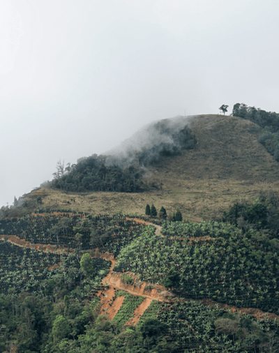 Costa Rica Tarrazu - Twin Pikes Roastery