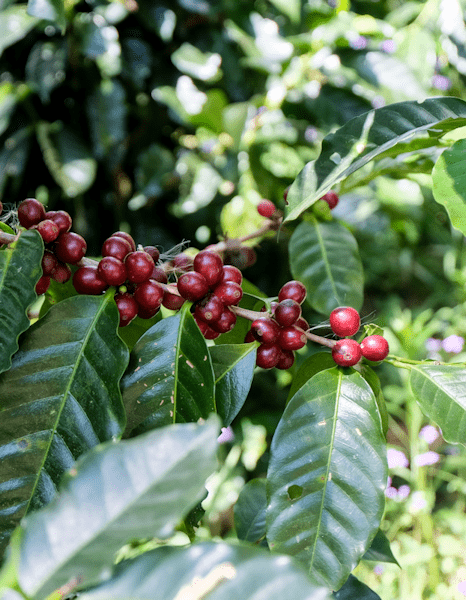 Costa Rica Tarrazu Coffee Berries - Twin Pikes Roastery