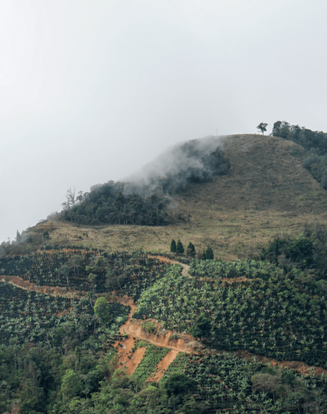 Costa Rica Tarrazu Coffee Region - Twin Pikes Roastery