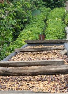 Panama Boquete Floreal Coffee Beans Drying - Twin Pikes Roastery