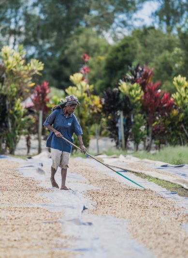 Papua New Guinea - Twin Pikes Roastery